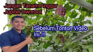 Eksplorasi Rahasia Anggur Import Jupiter Ownroot Berbuah Sepanjang Tahun