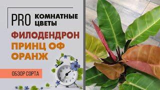 Филодендрон Принц оф Оранж - феерия цвета | Обзор удивительного сорта филодендрона