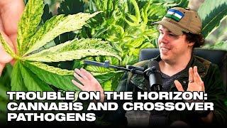 Trouble On the Horizon: Cannabis and Crossover Pathogens