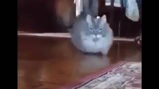 Cat running at camera meme