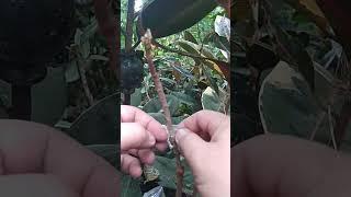 Croton splice grafting, Ep 30