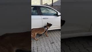 GÖSTERGE PANELİNE SAKLANAN UYUŞTURUCUYU NARKOTİK KÖPEĞİ ARTUR BULDU