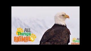 BALD EAGLE     Animals For Kids   All Things Animal TV