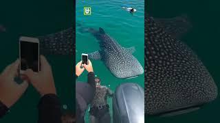 Swimming with whale sharks is amazing #shorts #animals #foryou