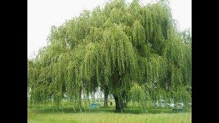 Weeping willow tree | Salix babylonica | Why i use this tree in my pond!