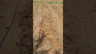 green fodder #greenfodder#harachara#farming#farmer#farmlife#ytshorts#youtubeshorts#dairyfarm#agri#YT