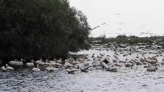 Sute de pelicani in Delta Dunarii - Ciprian Safca - Danube Delta with many pelicans - Ciprian Safca