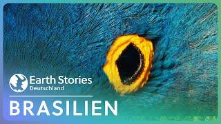 Doku: Die fantastische Wildnis Brasiliens | Earth Stories Deutschland