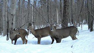 4 Months of Trail Cam Footage in the New Hampshire Wilds-January-April