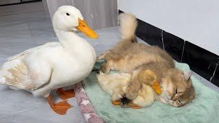 Funny cat actually hid the duckling! The mother duck finally found the duckling.Cute animal video