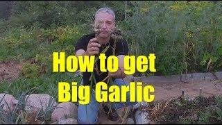 My Process for Saving and Growing Garlic