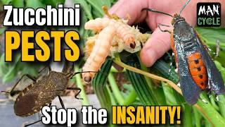 ORGANIC Zucchini PEST Control against SQUASH BUGS and VINE BORERS!