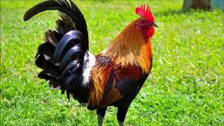 Tips On Choosing the Ideal Body Conformation of a Gamefowl