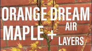 Bonsai Diary (EP11 - 11/4/2023) Orange Dream Maple + Late Airlayers!