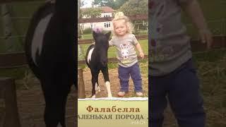 Фалабелла; Самая маленькая порода лошадей; Голоса и звуки животных; Животные вокруг нас;