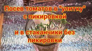 Посев томатов в улитку с пикировкой и в стаканчики без пикировки