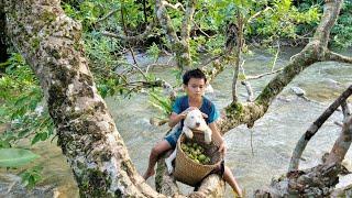 Little boy Quang harvests figs to sell. Sadness appeared on his face