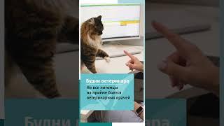 Кошка играет на приёме у ветеринарного врача