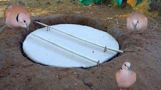 Easy Underground Quail Trap Using Cardboard Box%Work simple Quick bird trap technique Cute Pigeon