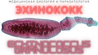 Эхинококк (Echinococcus granulosus) - Эхинококкоз: Жизненный цикл, Диагностика, Профилактика.