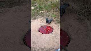 Very Creative Dove Trap #amazing #shorts