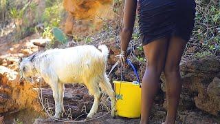 HOW TO SLAUGHTER GOAT IN AFRICAN VILLAGE LIFE (BUTCHERING GOAT barefoot)