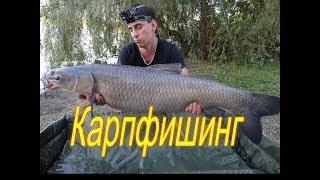 Карпфишинг Черный амур и мой Бигфиш