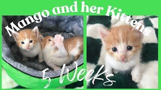 Cute Kittens Playing- 5 Weeks Old Playful Cats Mango & her Kittens Happy Relaxing Video of Pets