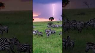 Thunderstorm in Africa ️ #tanzania #serengeti #africa