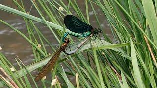 Dragonflies in mating / Libellen in der Paarung