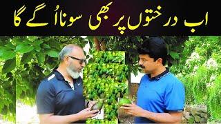 Pakistan's Most Profitable Fruit l ایسا پھل جو مالامال کر دے II New Fruit Of Pakistan