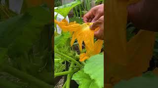 Hand pollinating squash is a useful technique for ensuring good yields