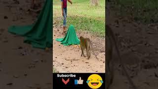 Prank Monkey with Fake Tiger | Try To Stop Laugh 2021 #shorts 