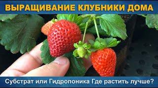 ВЫРАЩИВАНИЕ КЛУБНИКИ ДОМА - Субстрат или гидропоника в чём лучше растёт?