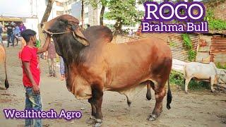 ROCO - Heavy Weight Brahman Bull | Show Time | Wealthtech Agro Dhaka Display Center | ZbGH 2020