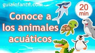 Curiosidades de 5 ANIMALES ACUÁTICOS para niños    Aprende en casa de forma divertida