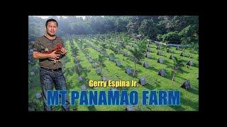 Lets Visit The Farm Of Mt Panamao Gamefarm