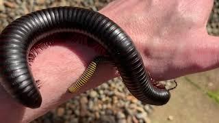 African Giant Millipede Archispirostreptus