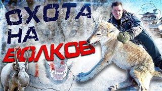 охота на волков!ДОБЫЛИ 5 ВОЛКОВ!!! Wolfsjagd