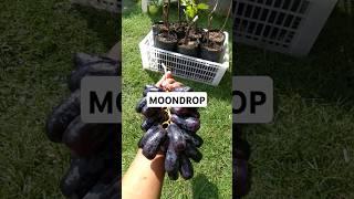 BUAH ANGGUR MOONDROP MANIS TANPA BIJI #fruit #berkebun #pertanian #anggurimpor #organik #anggurhitam