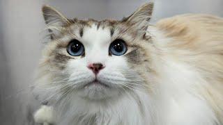 The Sweetest Little Adventure Kitty | Siberian Forest Cat