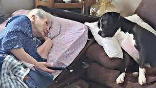 DOGS Prefers His Grandparent Over His Mom and Dad 