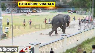 പാപ്പാന്മാരെയെല്ലാം ആന ഓടിച്ചു; കൂച്ചുവിലങ്ങിട്ടതിനാൽ കൂടുതൽ ദൂരം ഓടാനാകുന്നില്ല