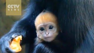 Rare bright orange monkey born in Sydney zoo