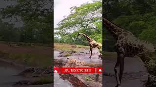 Mother Giraffe kicks their newborn & Why | Tough love situation #shorts #giraffe #calf #attack