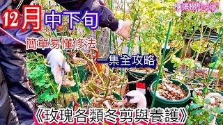 【12月中下旬】一集全明瞭！簡單學會各玫瑰品種冬剪（詳細示範解說）｜脱葉.拉枝條.下肥.換盆.清園….在冬季必完成