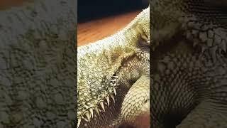 Chuck Norriz the Bearded Dragon | SHED ASSISTANCE COMPILATION (This Dragon started this channel!)