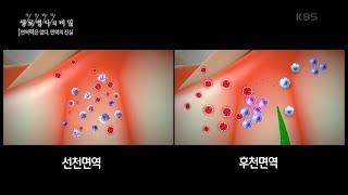 면역력과 백혈구 수치의 관계성과 면역의 대한 이해 [생로병사의 비밀] | KBS 201209 방송