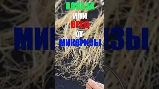 Вред или польза от микоризы #огород #башинком #дача #биопрепараты #удобрение