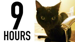 9 Hours of Cat Purring Sound with Black Screen for Relaxation & Deep Sleep! #sleep #cat #purr